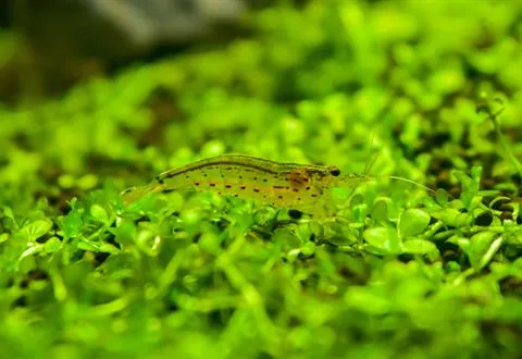 An Amano shrimp on carpet plants