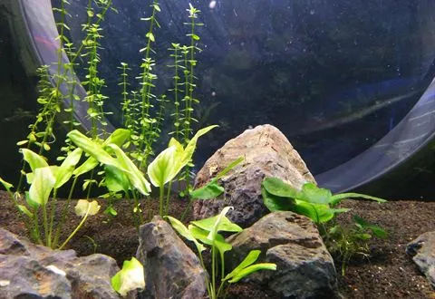 Young aquarium plants between rocks