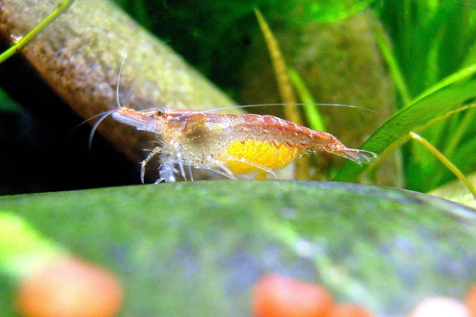 A female cherry shrimp with a cluster of yellow eggs under her tail, standing on a rock