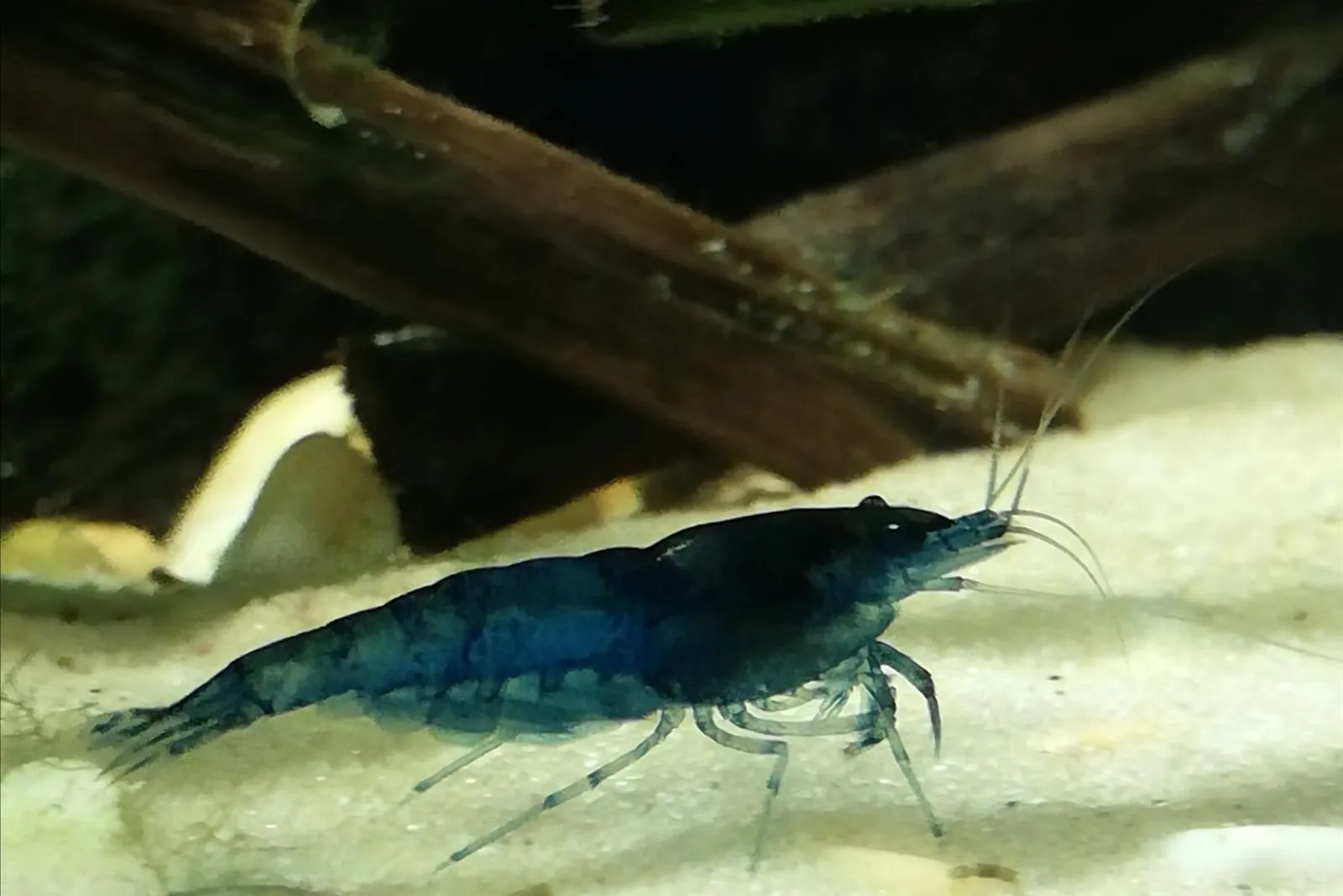 A dark blue Neocaridina shrimp on white sand, with a piece of wood behind it