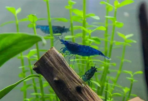 Blue shrimp grazing on a piece of wood