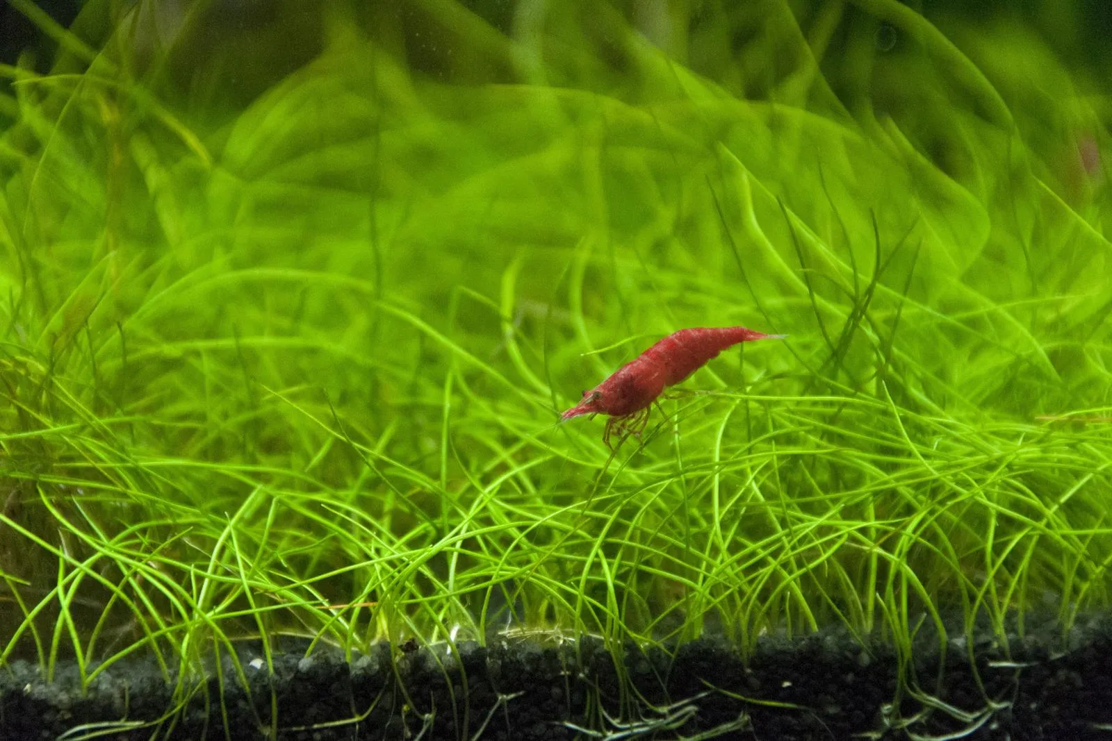 A red cherry shrimp on a dense carpet of thin green aquarium plants