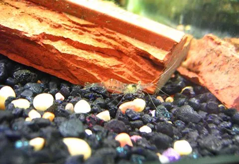 A clear ghost shrimp on dark gravel