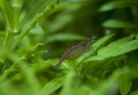 A brownish shrimp on a green leaf