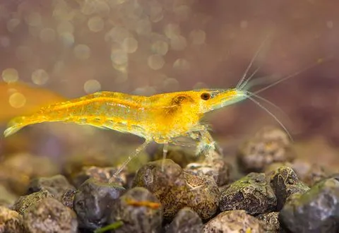 An orange shrimp on dark gravel