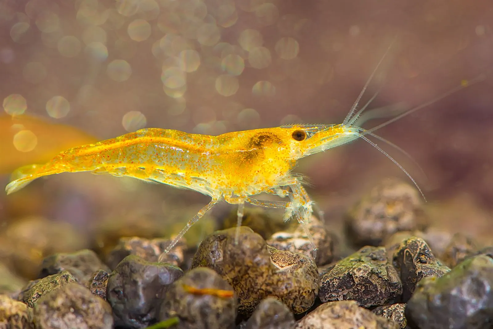 An orange Neocaridina shrimp with see-through legs standing on dark gravel