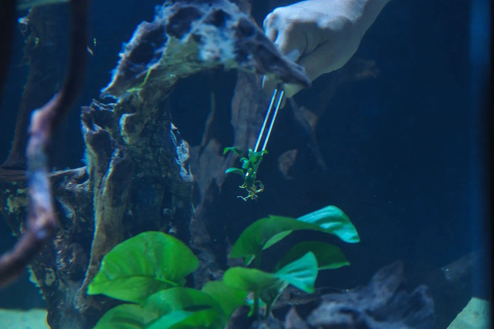A hand using long tweezers to place a small Anubias plant on driftwood in an aquarium