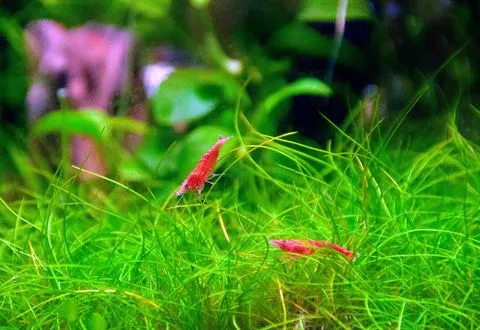 Two red cherry shrimp in grass-like carpet plants