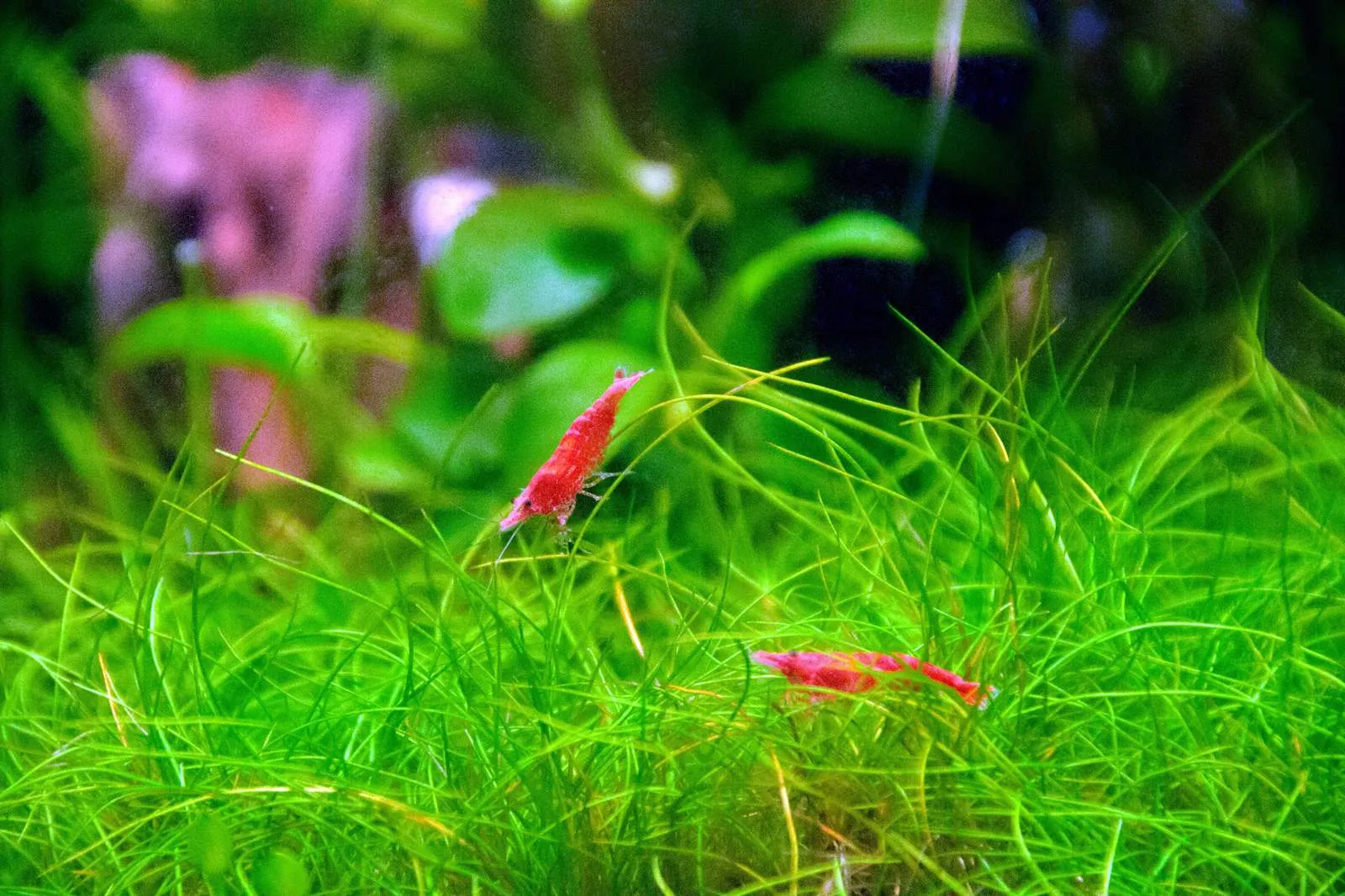 Two red cherry shrimp in a carpet of grass-like plants, with round leaves and a pink plant behind them