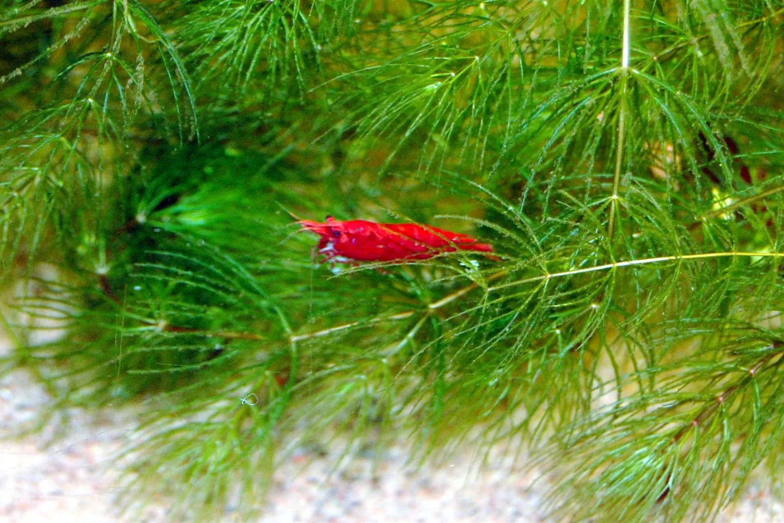 A bright red cherry shrimp resting on fine, feathery green aquarium plants