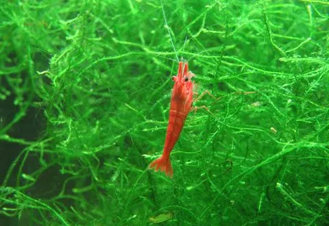 A red cherry shrimp in green moss