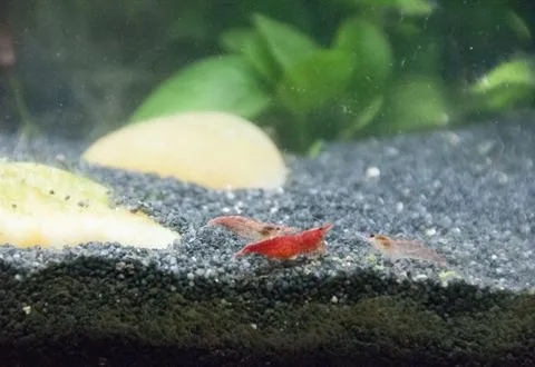 Red cherry shrimp on dark sand