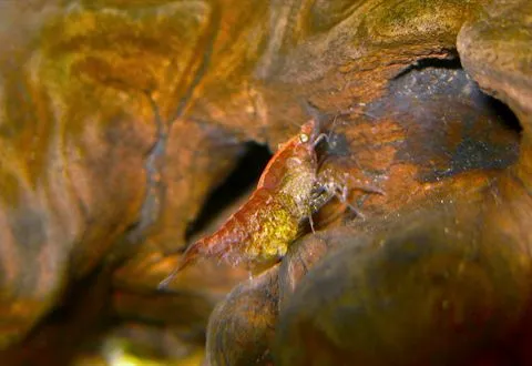A red cherry shrimp on driftwood