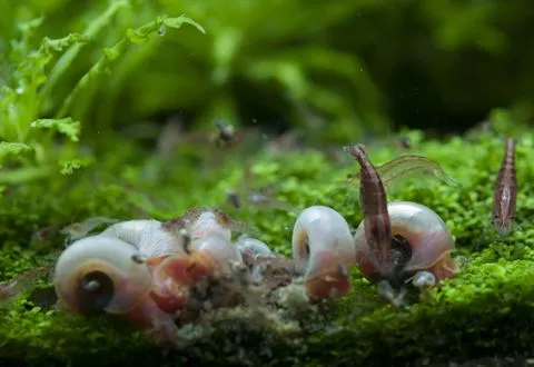 Cherry shrimp among ramshorn snails
