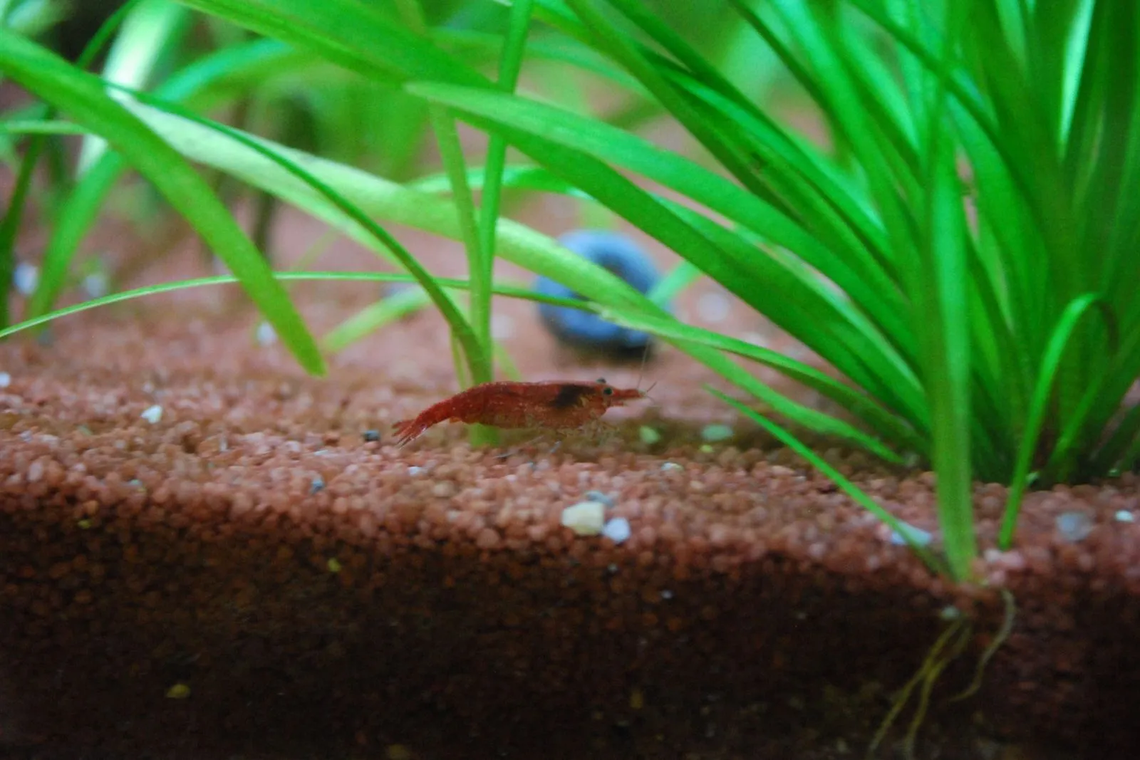 A red shrimp walking on fine reddish-brown gravel next to grass-like plants