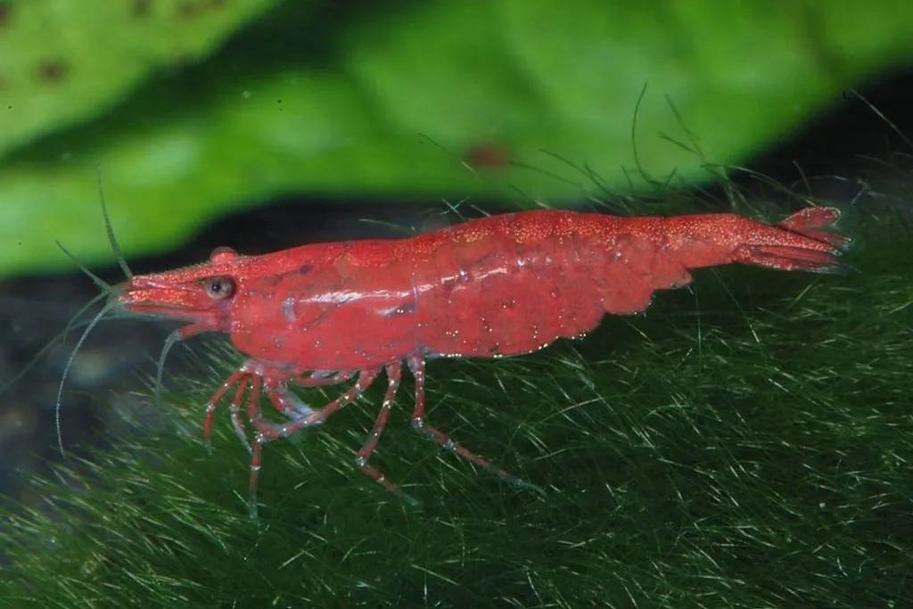 A solid red Sakura shrimp walking over dark green moss
