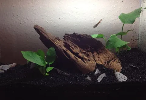 A small planted tank with driftwood and Anubias