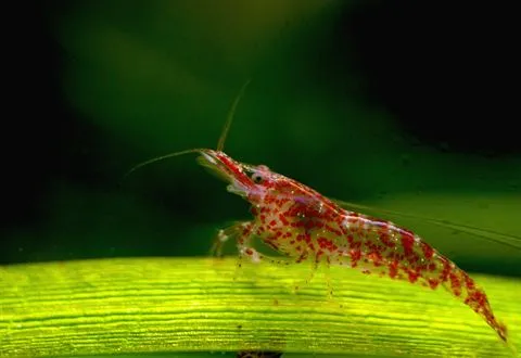 A young cherry shrimp with red speckles on a leaf