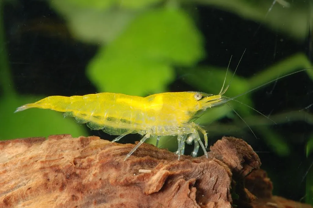 A bright yellow Neocaridina shrimp standing on a piece of driftwood