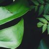 Ficus Decora Cabernet
