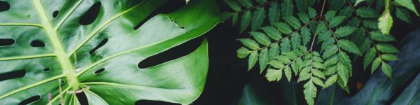 Ficus Decora Cabernet