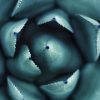 Calathea Beauty Star