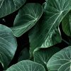 Euphorbia Ingens - Image 2